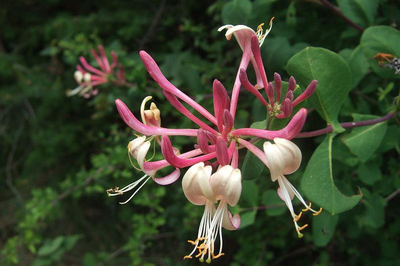 2011-05- (1417).JPG